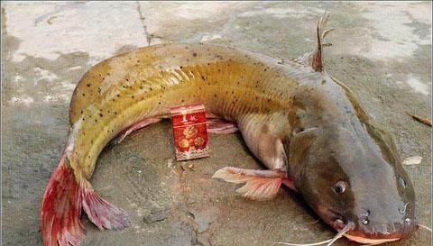 这鱼和鲶鱼很像, 几百元一斤很难买到