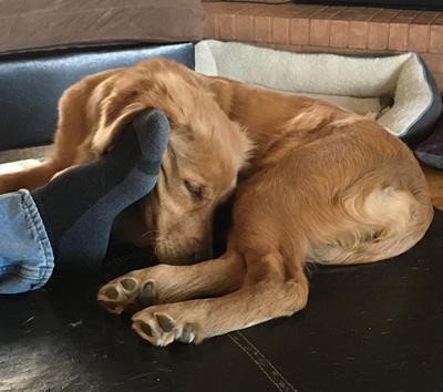 女主人怀孕打算把金毛出手卖掉,结果狗狗这样让买家都动容了!