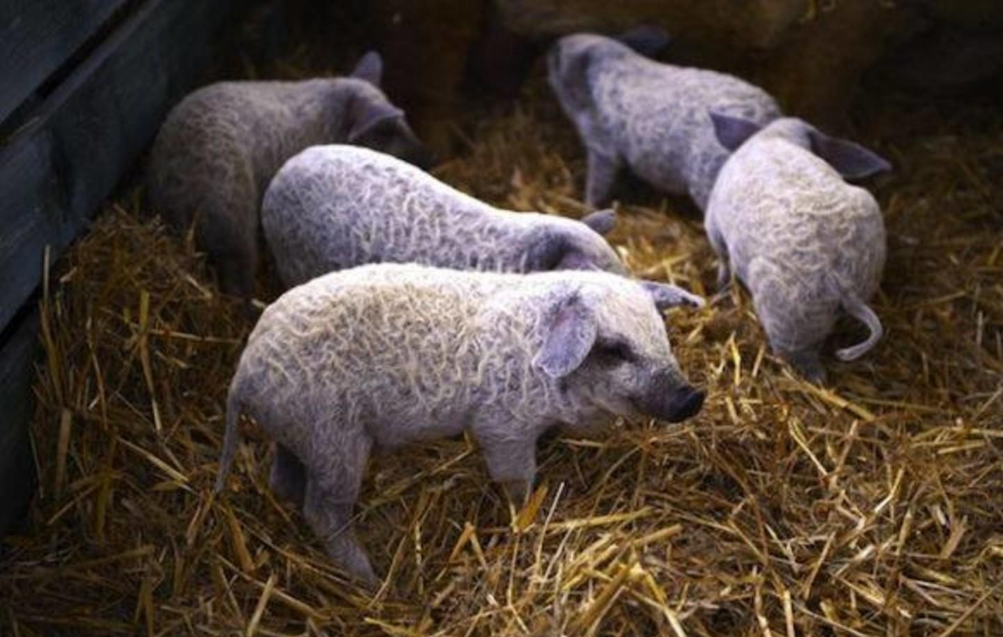 英国"羊猪兽", 学名叫林肯郡卷毛猪