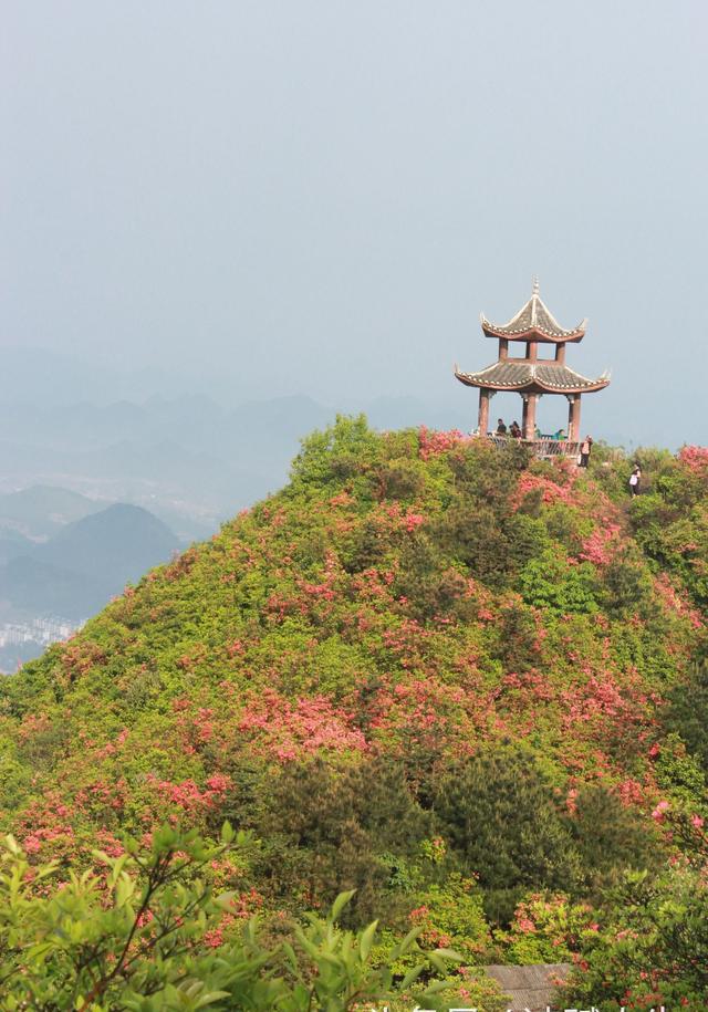 高山杜鹃花即将盛开