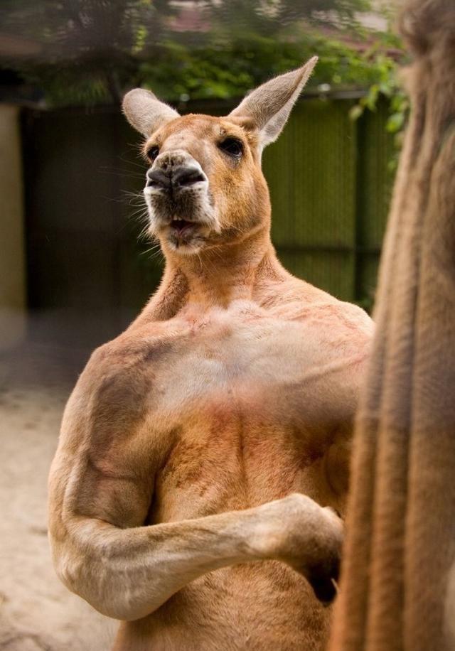 今日美图463-练了这么久肌肉还不如一个动物, 动物界的肌肉男