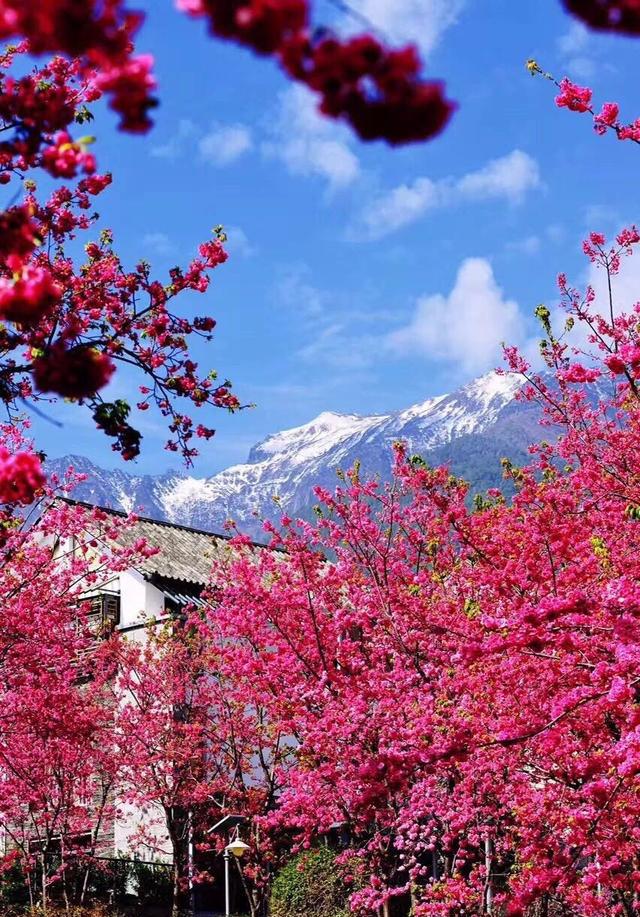 大理三月好风光,把我美哭了!