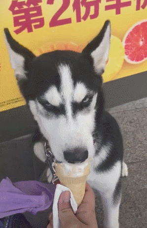 主人给哈士奇买甜筒,二哈边吃边瞪,主人质疑:吃傻了?