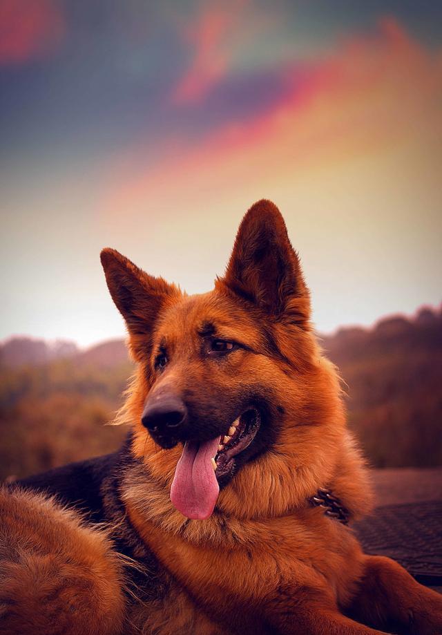 德牧,世界犬中之王|牧羊犬|德国|狗狗_新浪新闻