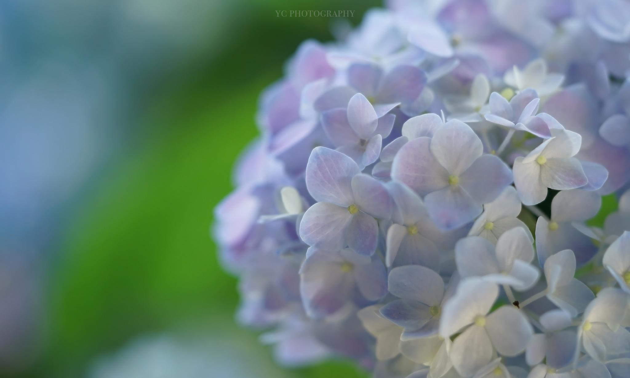 绣球花草集 @九时久年