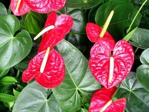 火鹤花的种植要点,火鹤花和红掌的区分要领