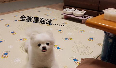 狗狗都是小吃货吃不到刹那间变脸