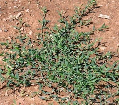 今天带大家认识一种野菜,在农村的田间地头非常常见,叫做"抓根草".