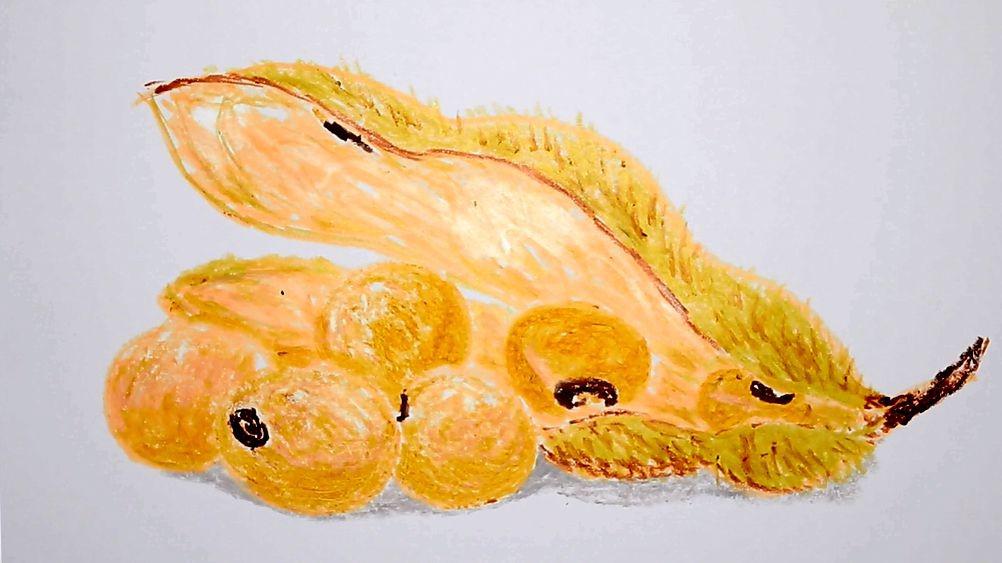 大豆是好东西,能榨豆油,能做豆腐,能熬豆浆,我们一起画大豆