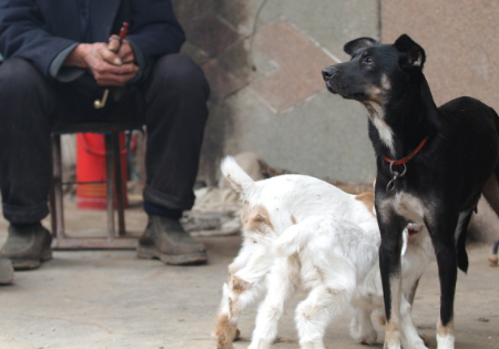 母狗|羊羔|小羊_新浪新闻