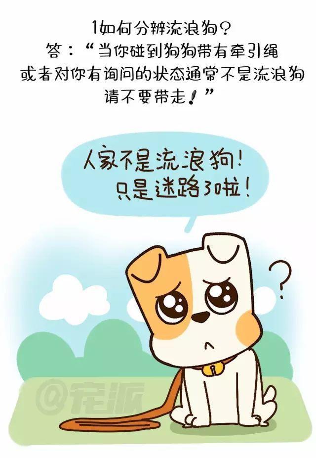 宠派漫画丨面对流浪狗请正确施爱! (内附教程)