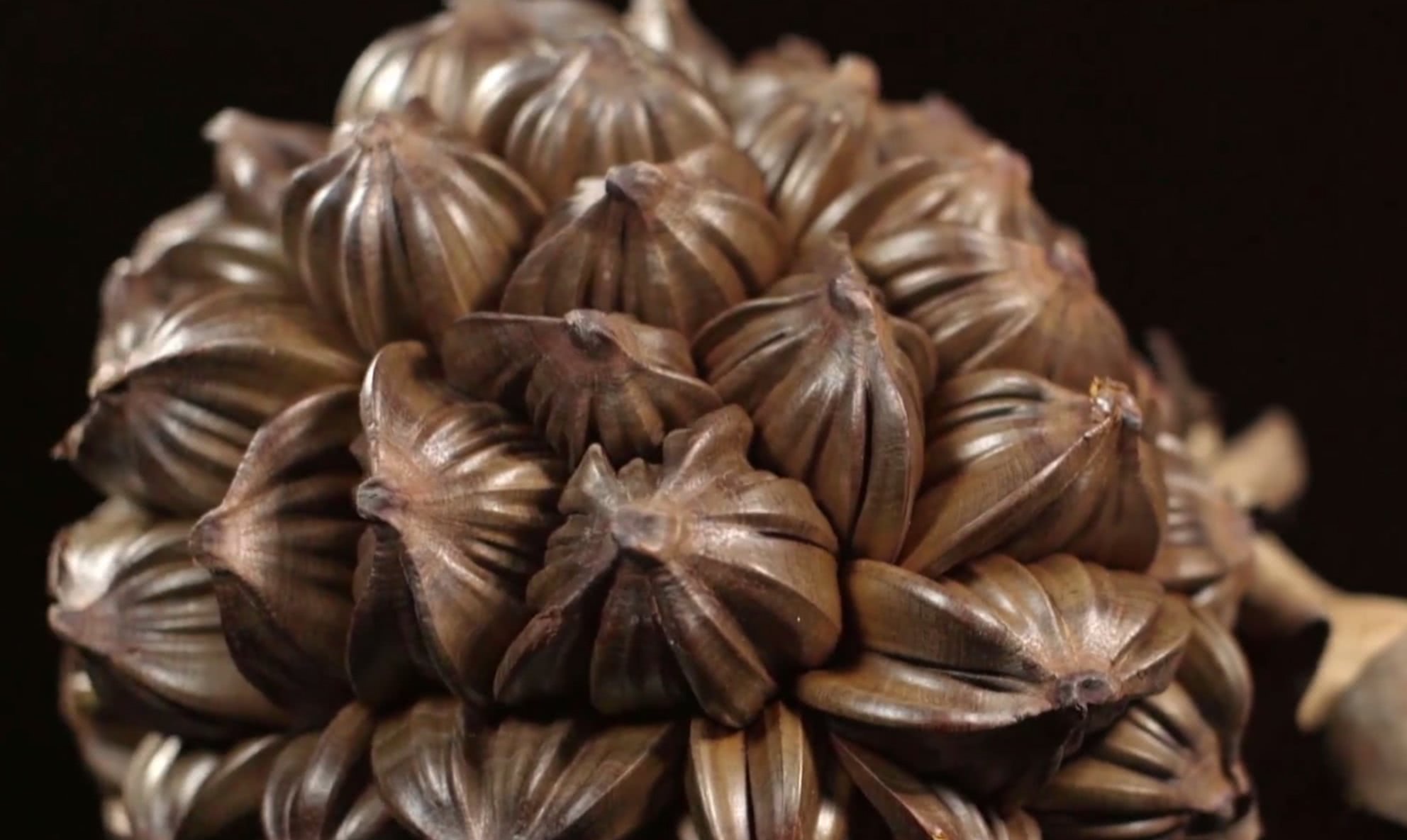 你听过水椰子吗咱们中国吃货给吃到濒临灭绝