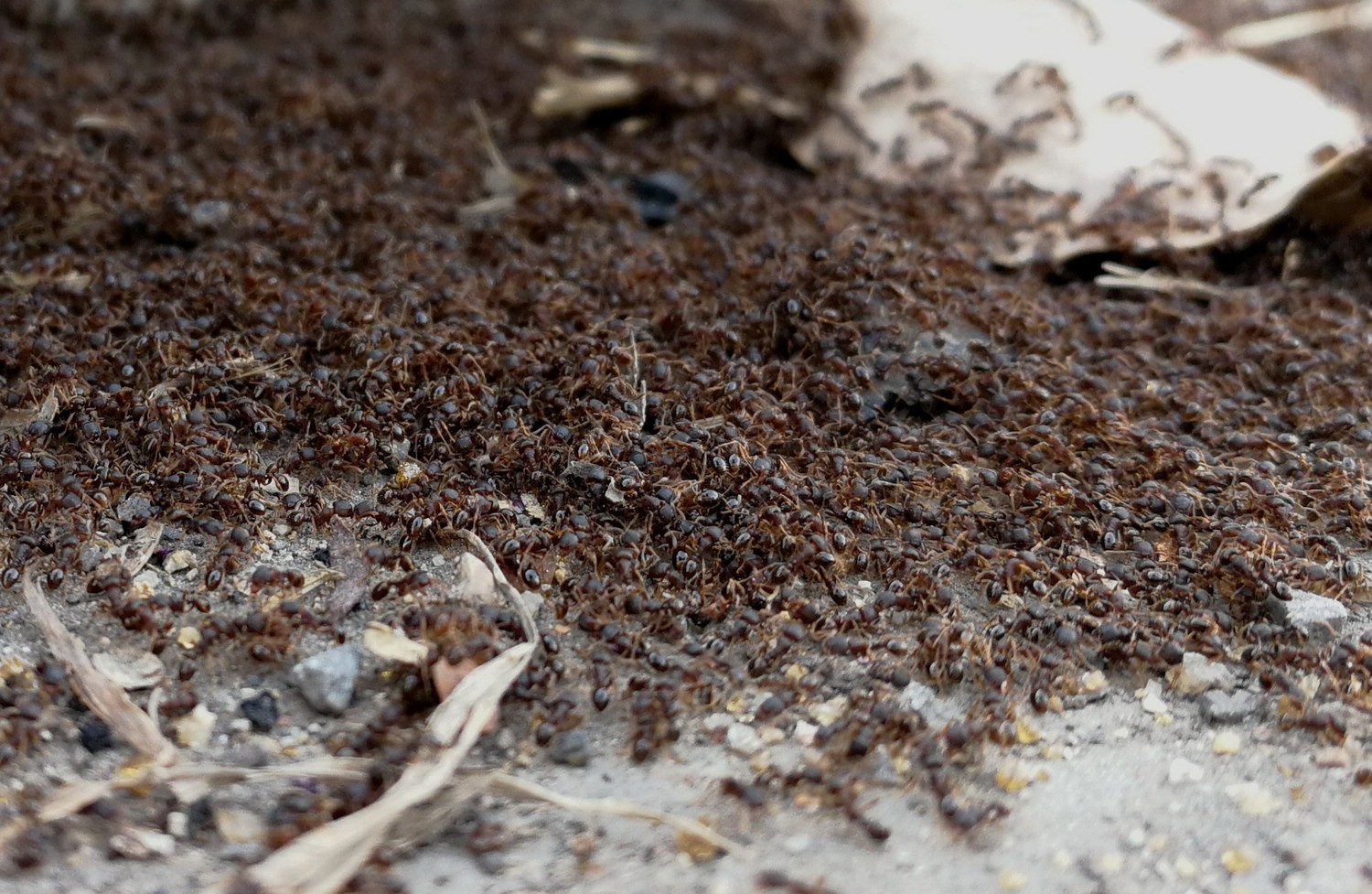 蚂蚁间恶战伤亡数万,尸体堆成小山均不退缩