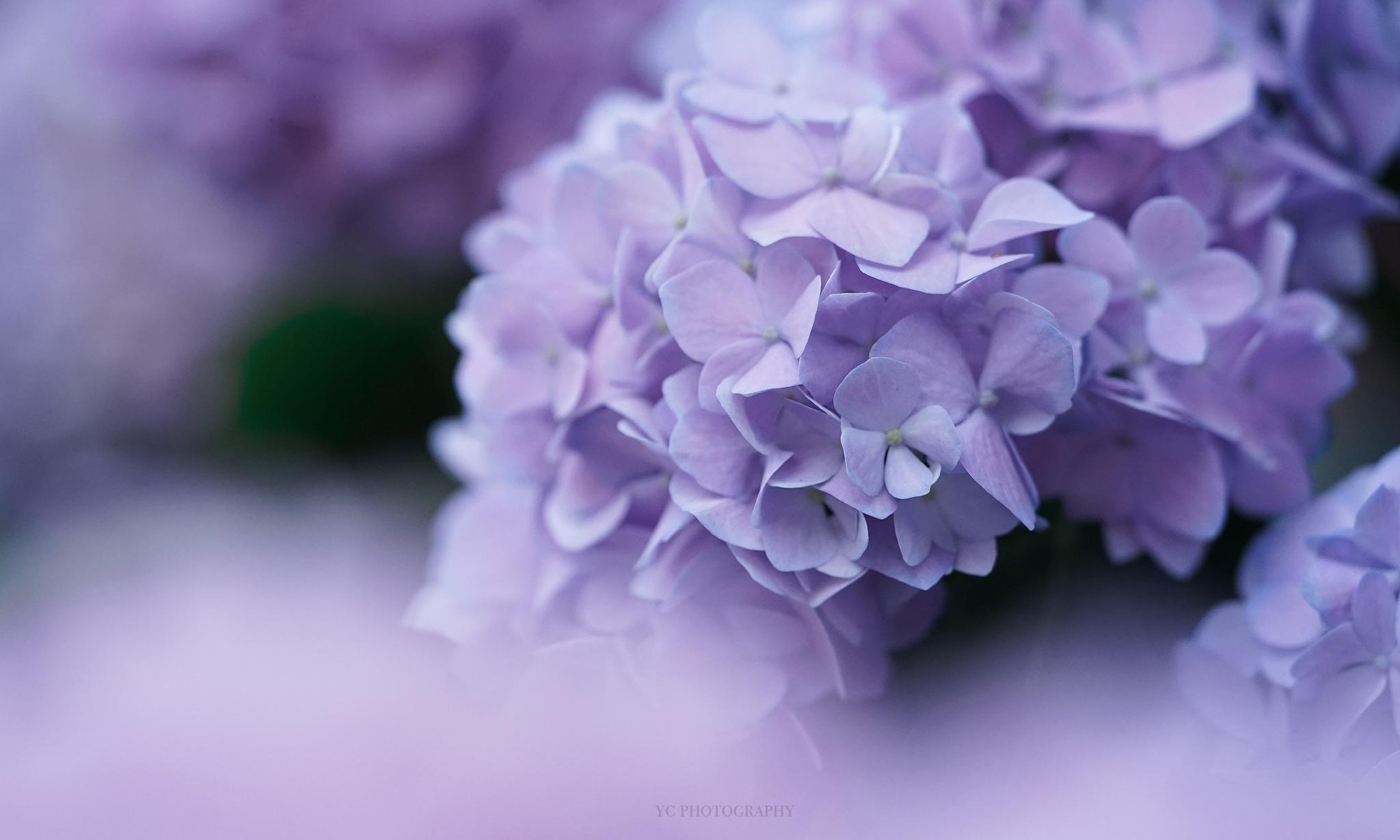 绣球花草集 @九时久年