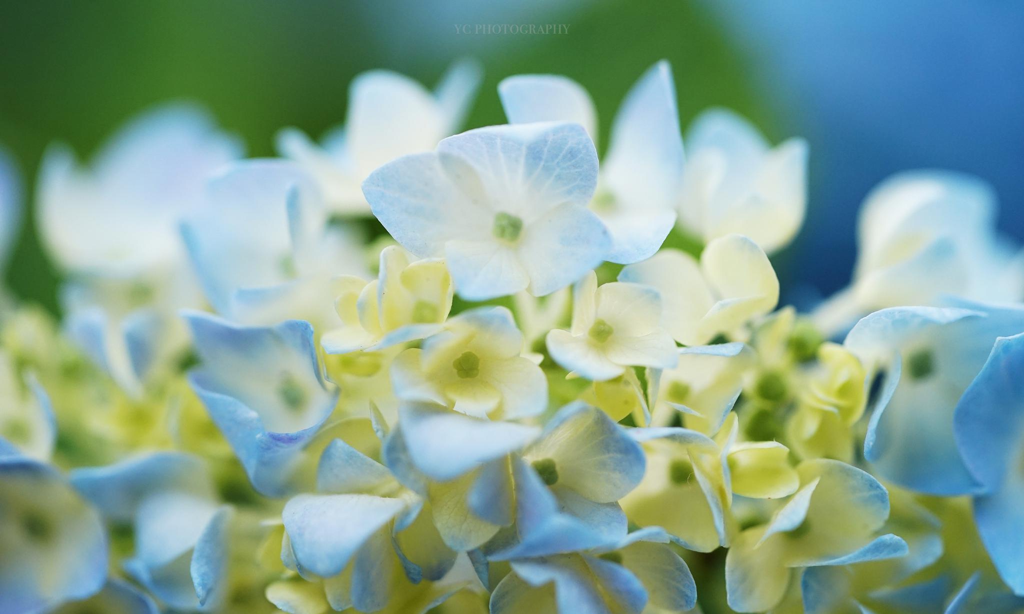 绣球花草集 @九时久年