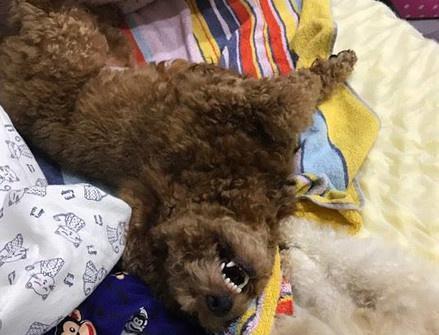 汪星人小泰迪被扎针,痛苦的表情看到后想笑