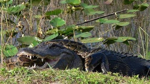 实拍鳄鱼与蟒蛇之间的生死搏斗瞬间, 鳄鱼和蟒蛇到底谁更厉害?