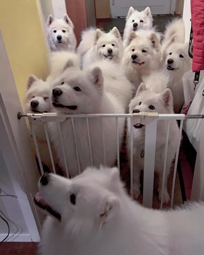 同时养了一群萨摩耶,那场景你能想到吗?|萨摩耶|养狗|上瘾_新浪新闻