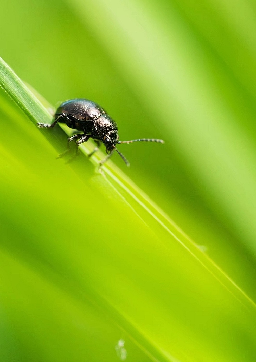 昆虫世界——柳圆叶甲【原创摄影】