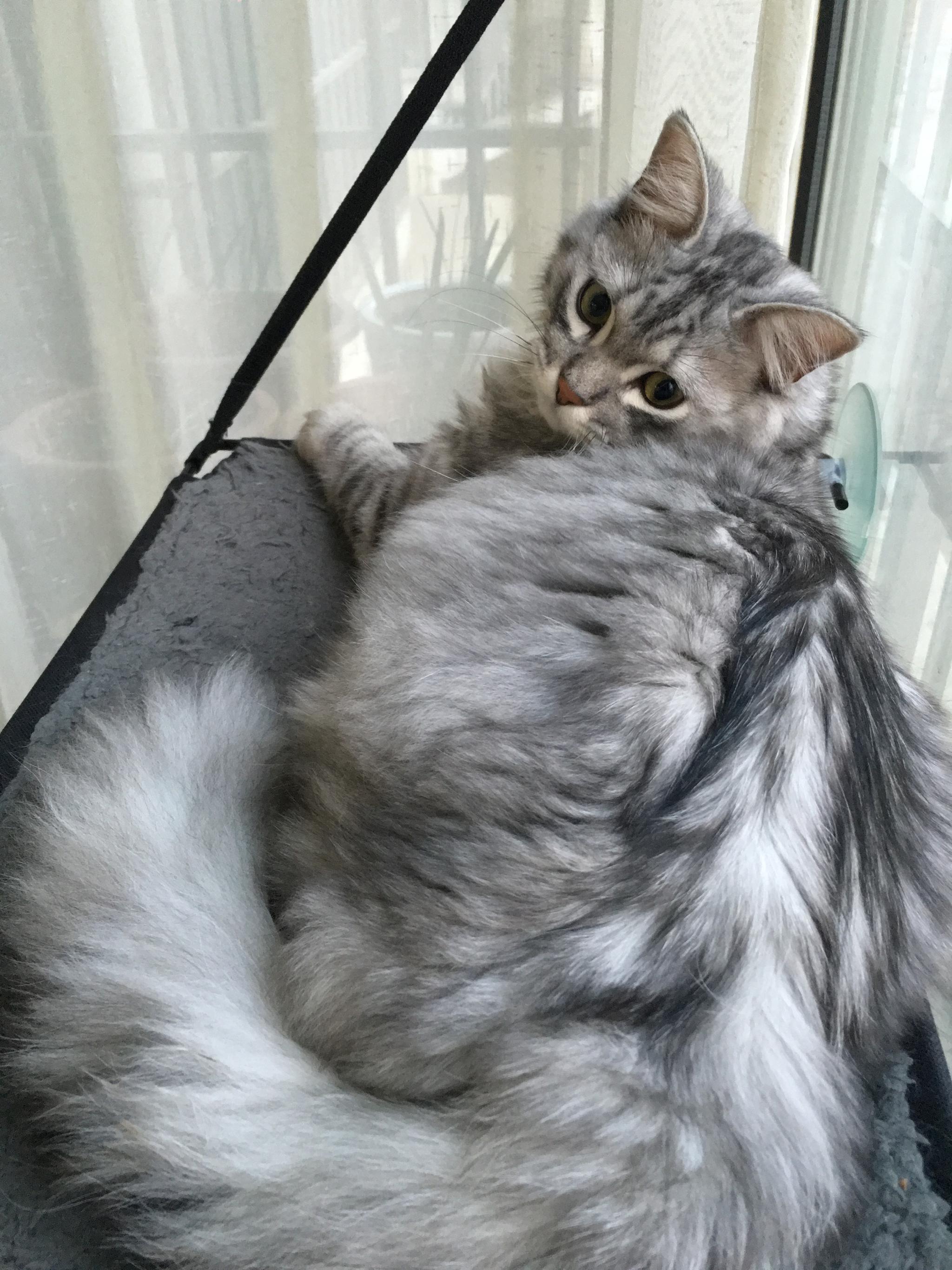 说好的银虎斑呢…我一直期待毛弟身上能长出漂亮的斑纹