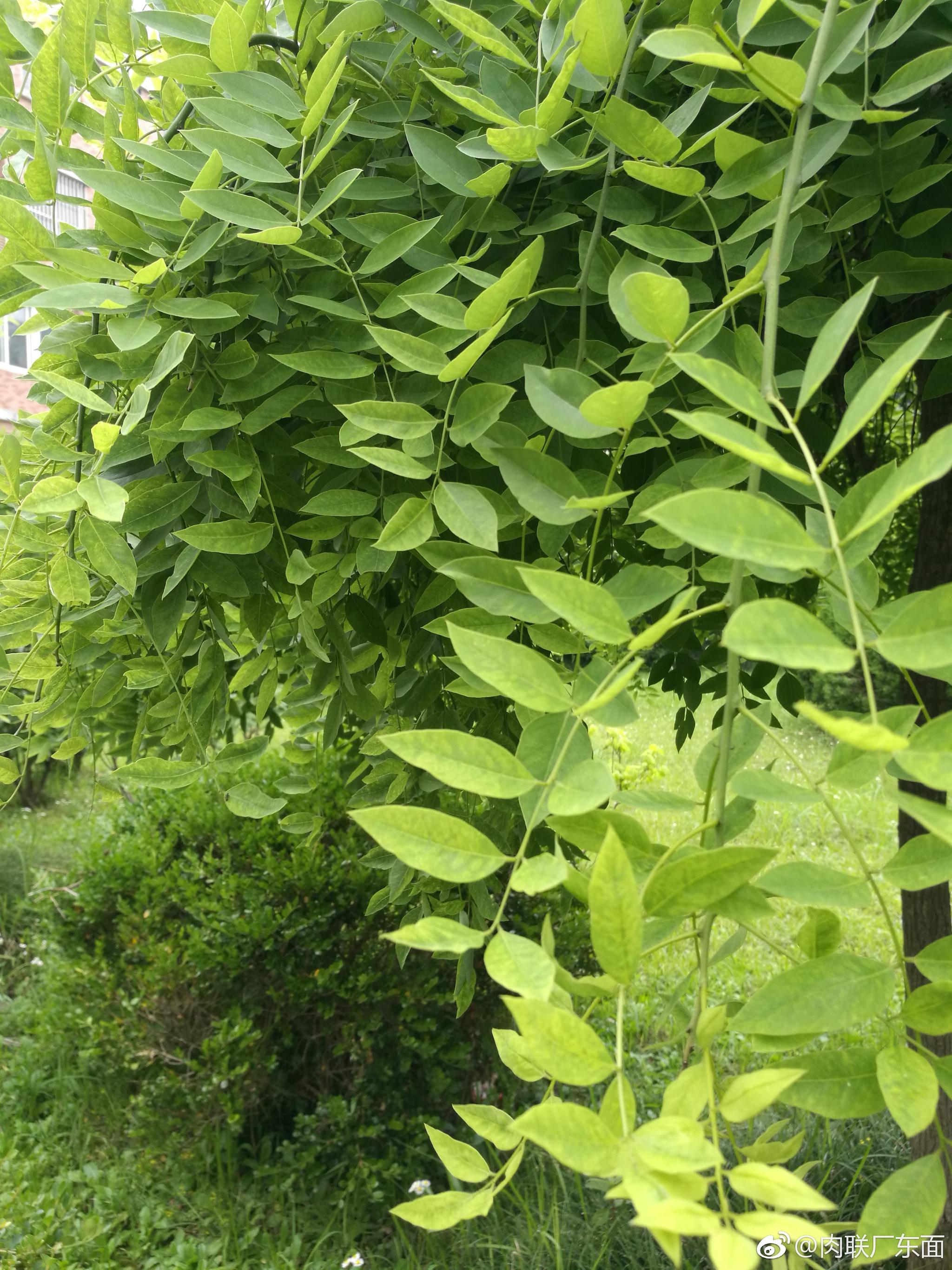 槐树绿成片,风景惹人醉.鸟语花香时,蝶舞又蜂飞.