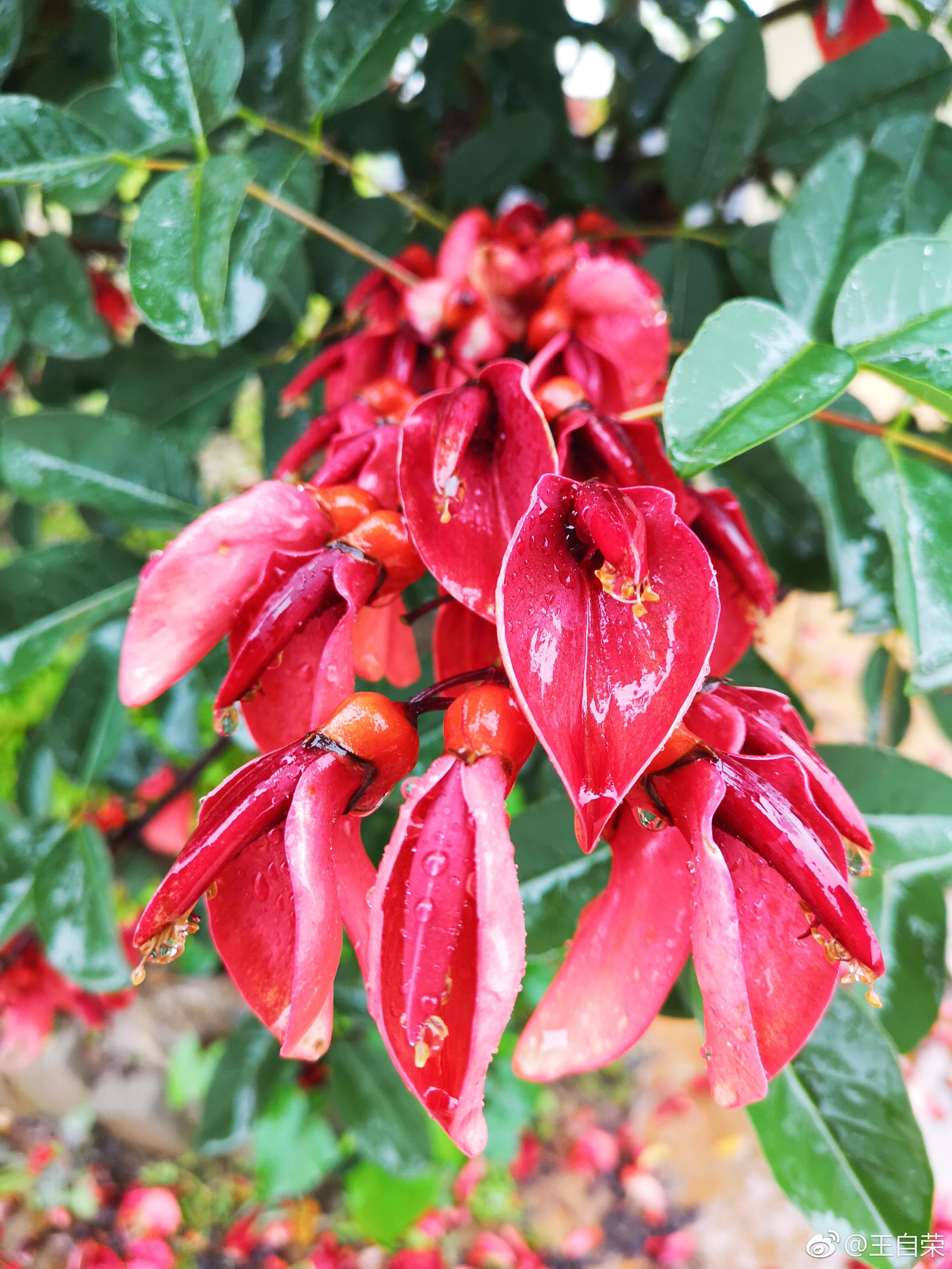 雨中象牙红双江忙糯小坝子村