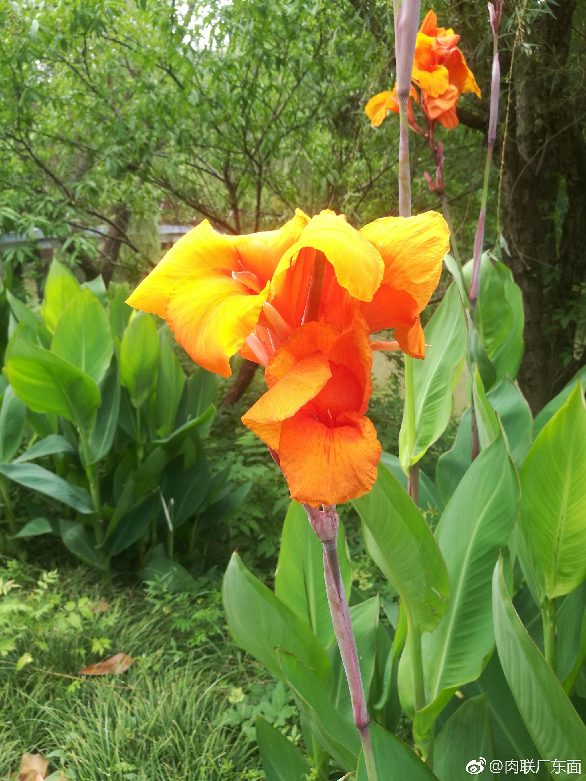 水绘园河岸,美人蕉花开.