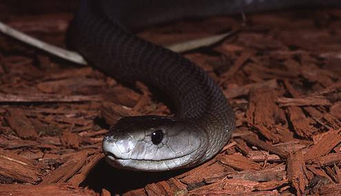 世界上最毒动物排行榜 第十个就已经王炸了|太攀蛇|黑曼巴蛇_新浪新闻