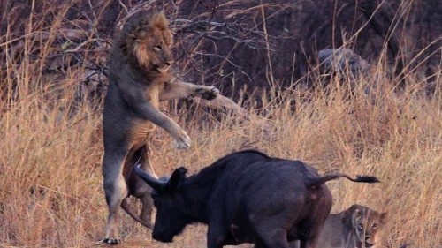 假如狮子的体型跟恐龙一样大,雄狮与霸王龙单挑谁赢?