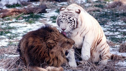 假如狮子的体型跟恐龙一样大,雄狮与霸王龙单挑谁赢?