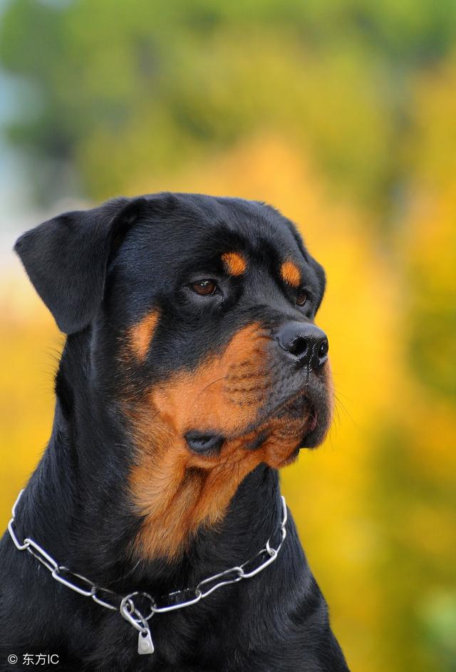 德系和美系罗威纳的区别这3点不一样