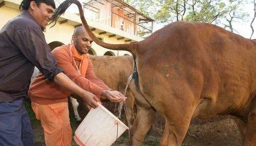 被印度人奉为神的动物们活得比人还有尊严