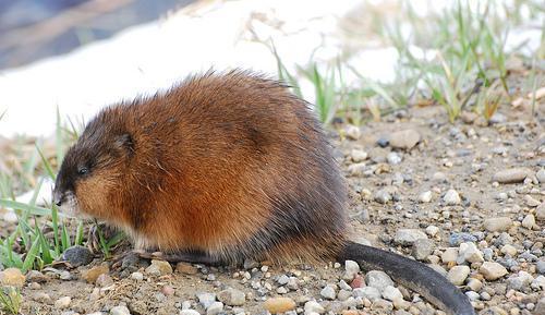 这四种大举入侵中国的老鼠需要集全民的智慧去抵御