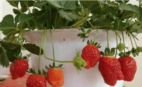 土豪在自家阳台种了7种水果, 吃到最后一种就尴尬了!