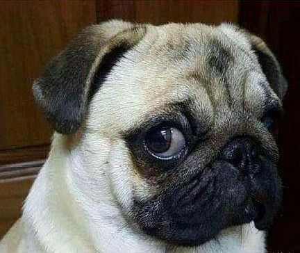 近日贴吧一网友想买一只巴哥犬当宠物,原本打算去宠物店挑选,但因宠物