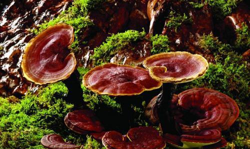 灵芝身上有氨基酸