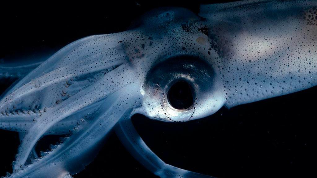 全球最大的鱿鱼,血是蓝色的,比最大的大王乌贼还要大!