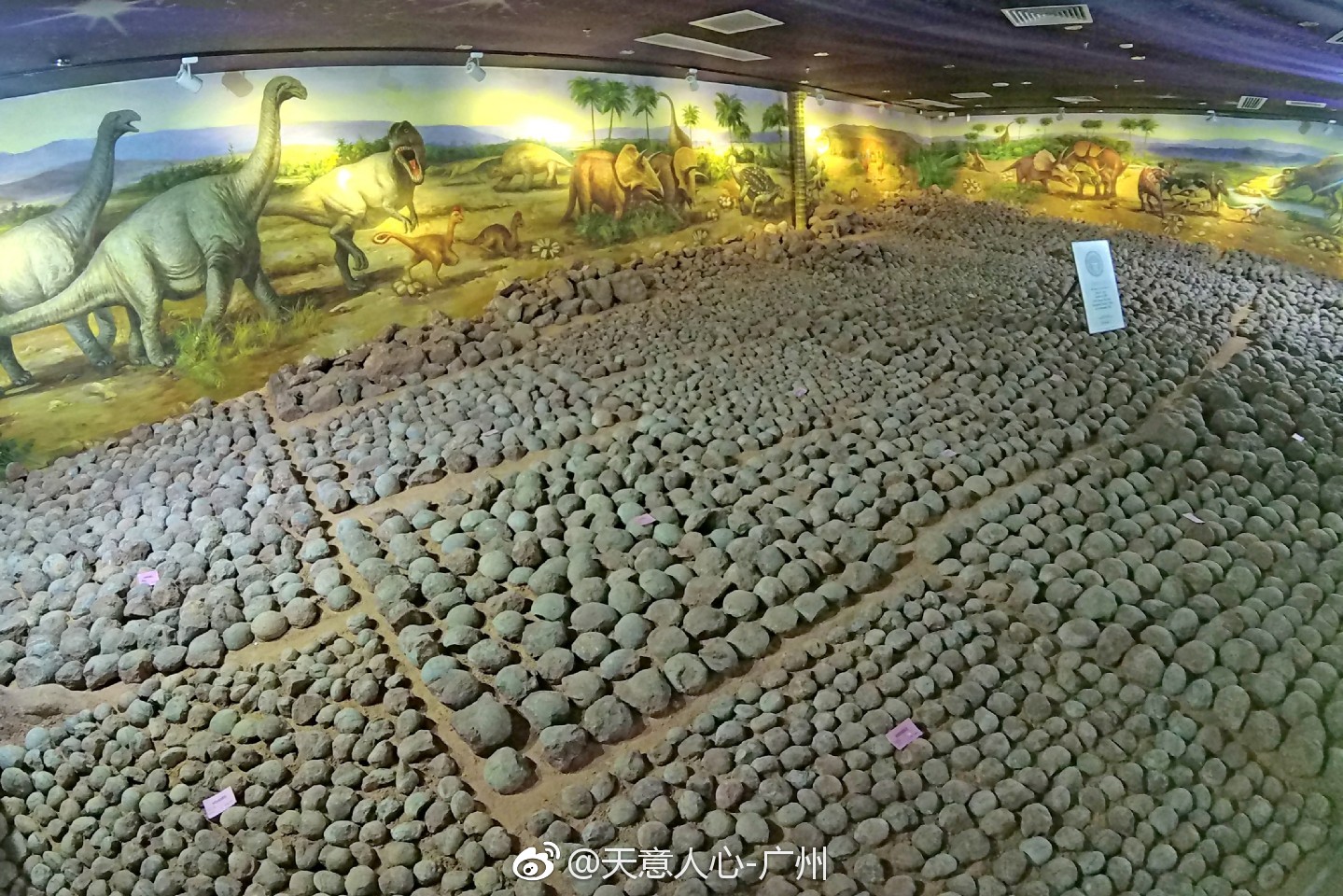 河源恐龙博物馆获得世界吉尼斯记录证书的18000多枚各种恐龙蛋化石,黄