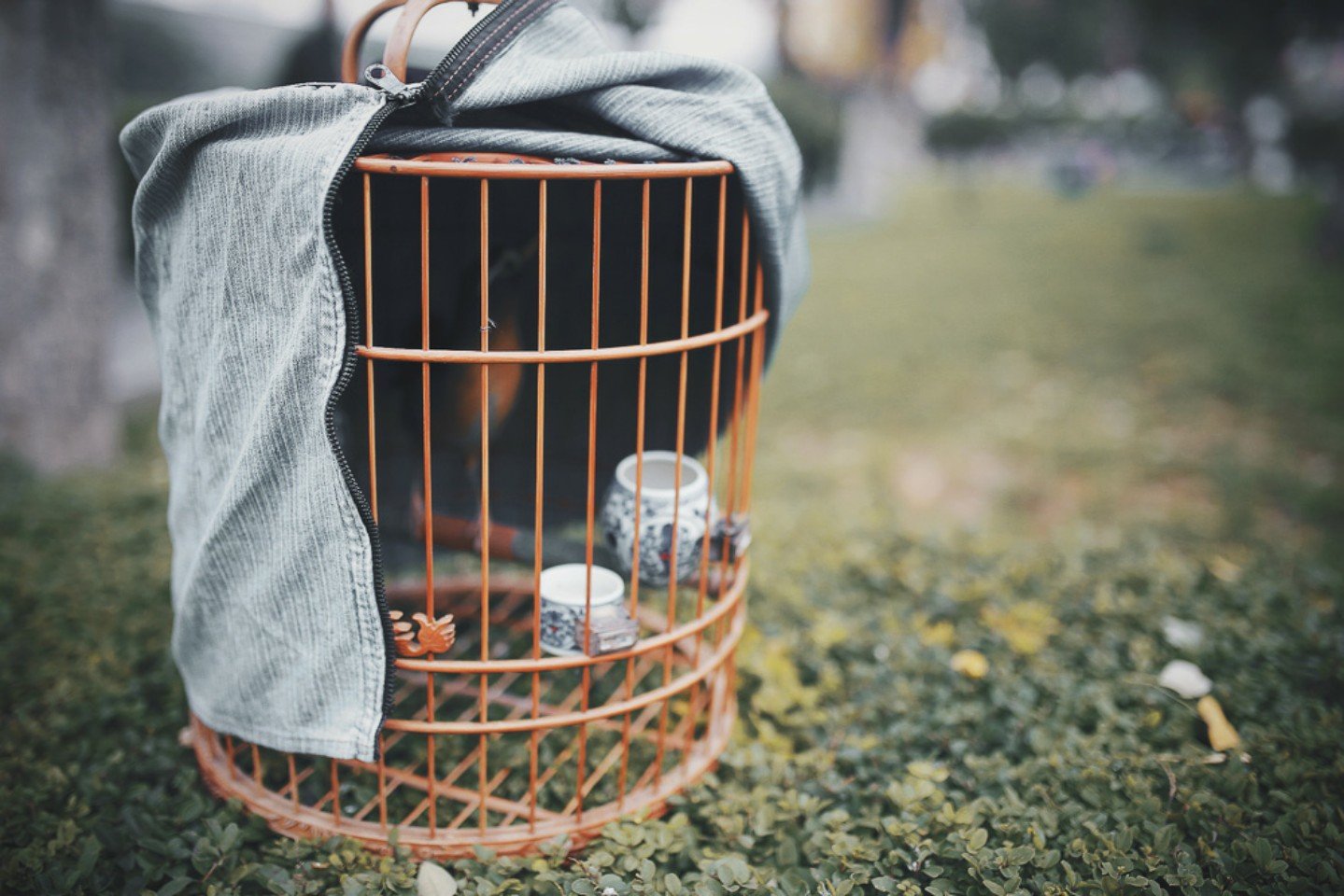 清晨行走在西安环城公园时不时会看到几位养鸟爱好者遛鸟