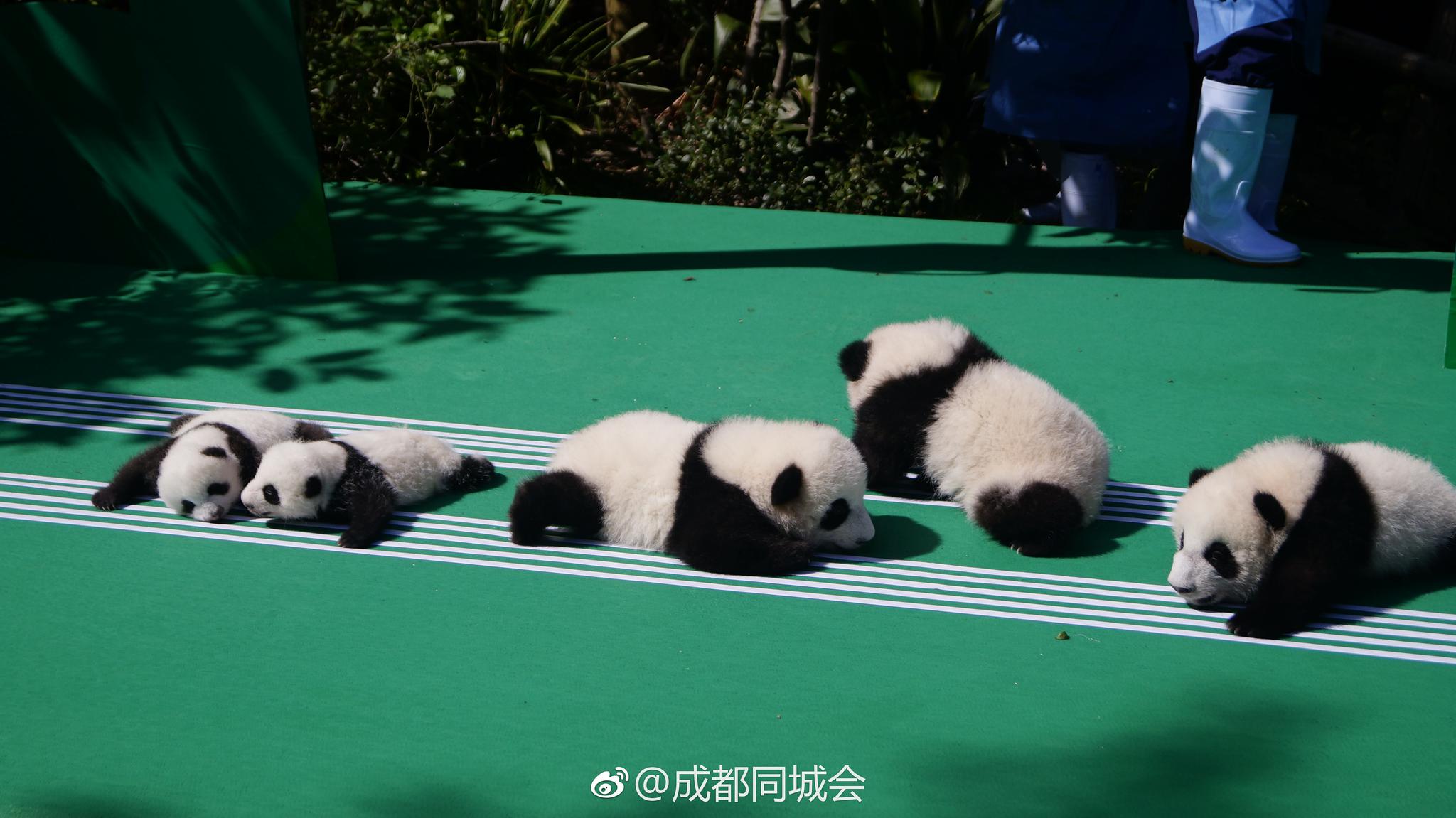 2018级熊猫团子来报道啦