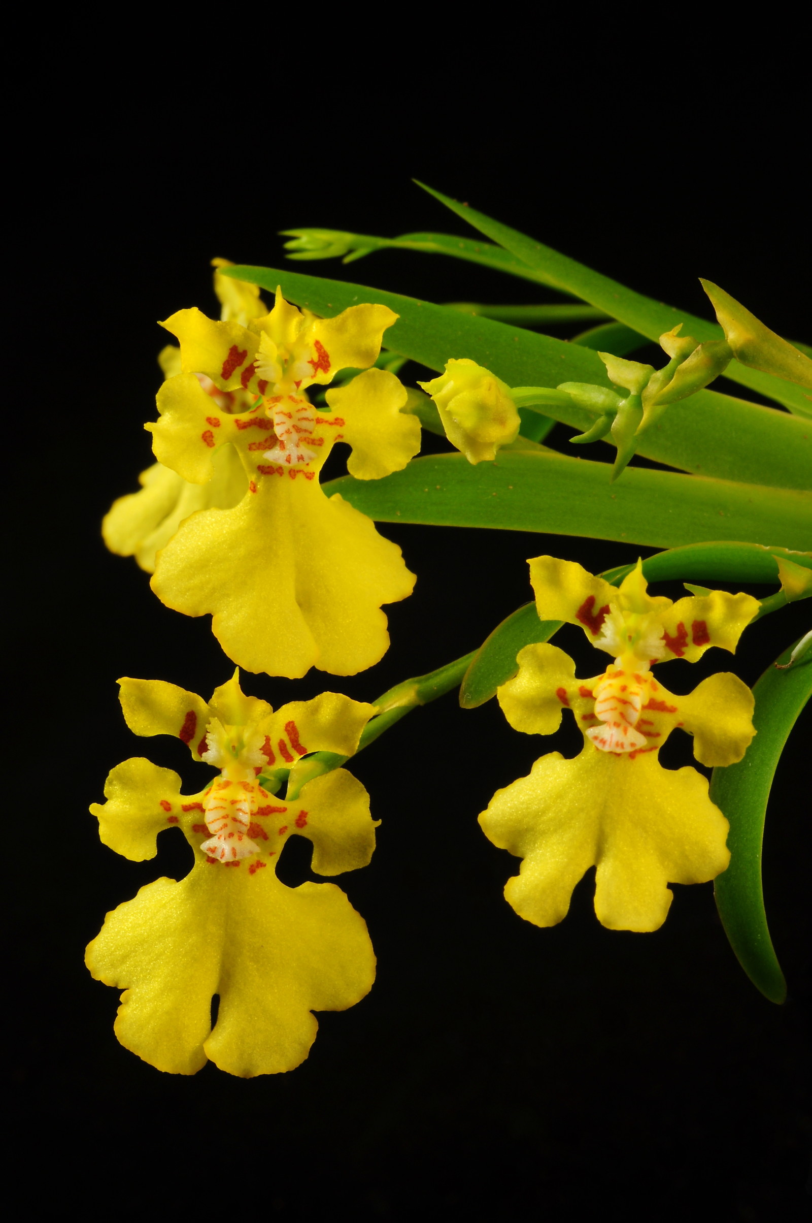 5-3.5cm ,花径2.5cm,具淡香