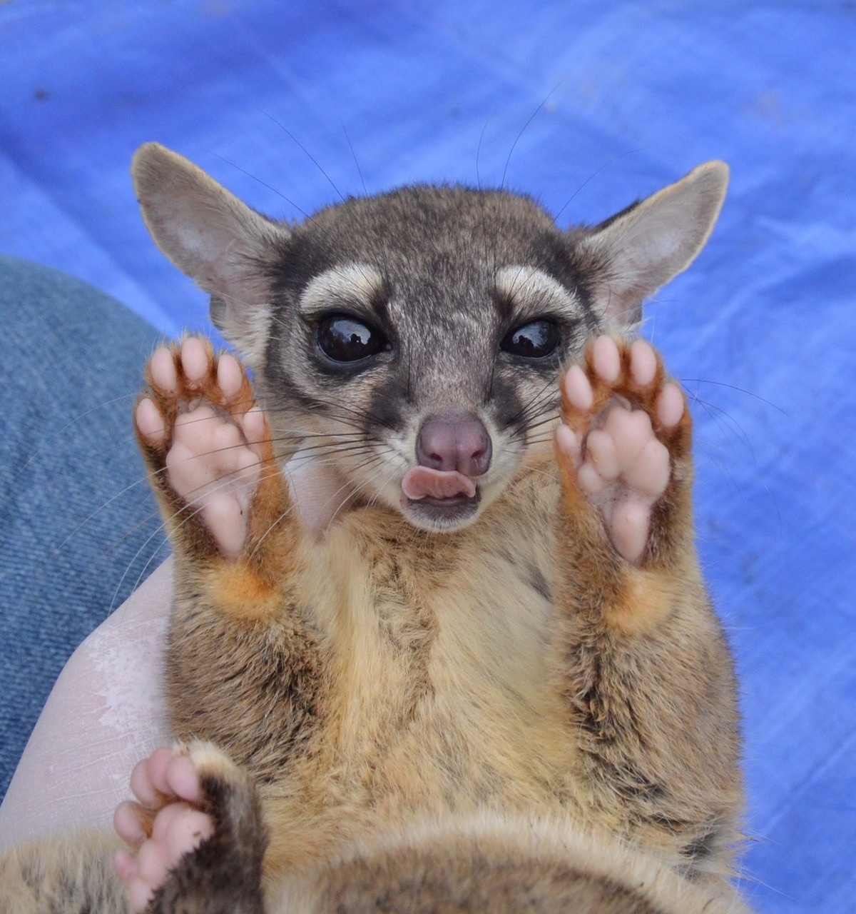 环尾猫,食肉目浣熊科动物,产于北美洲西南部,杂食性动物|浣熊|北美洲