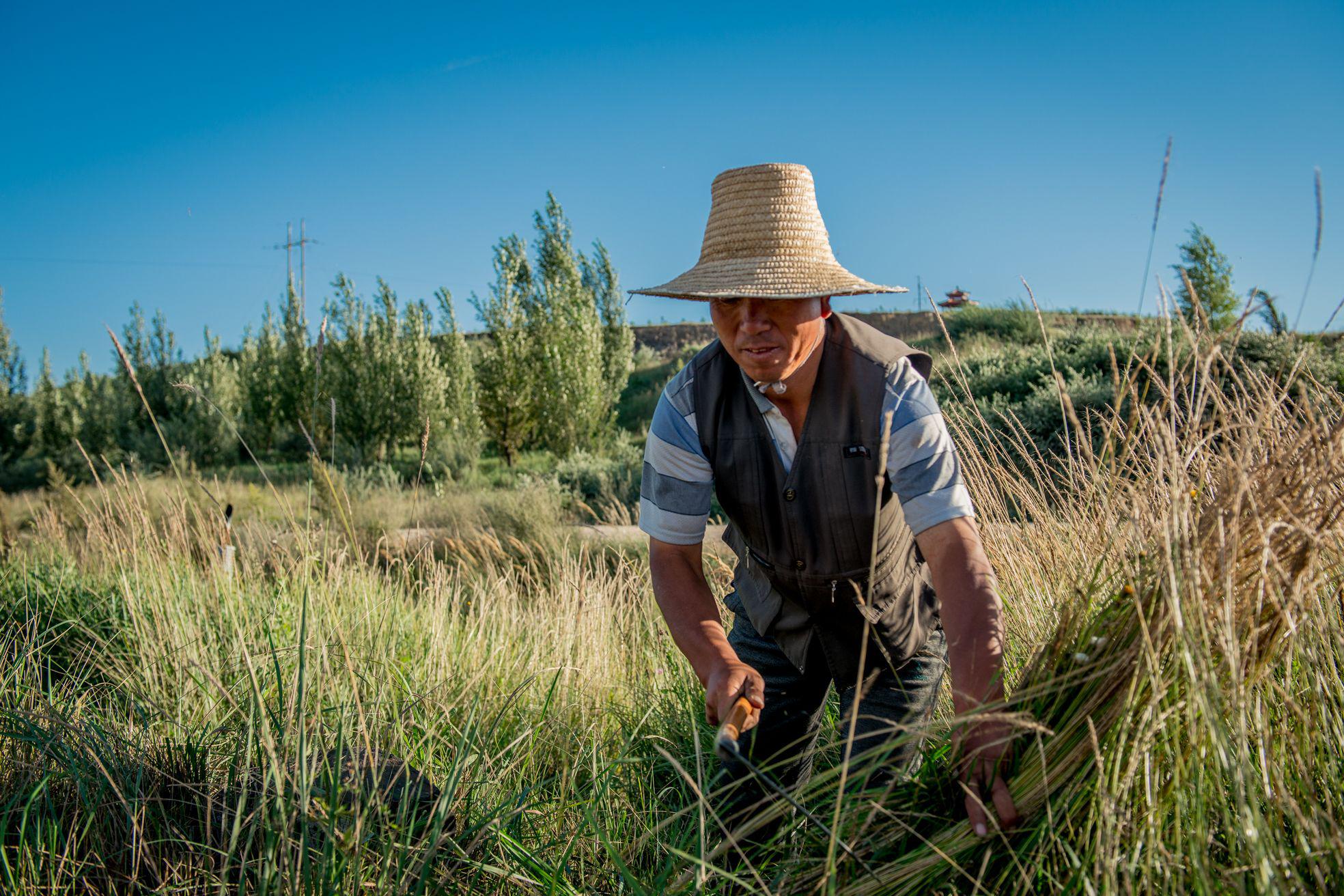 拿着镰刀割芦苇,为牛羊准备一冬天的食草|芦苇|割草|庄稼人_新浪网