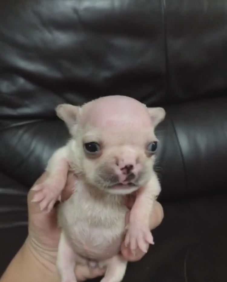 两个月小狗长不胖走进一瞧不一样脑袋秃顶没得救