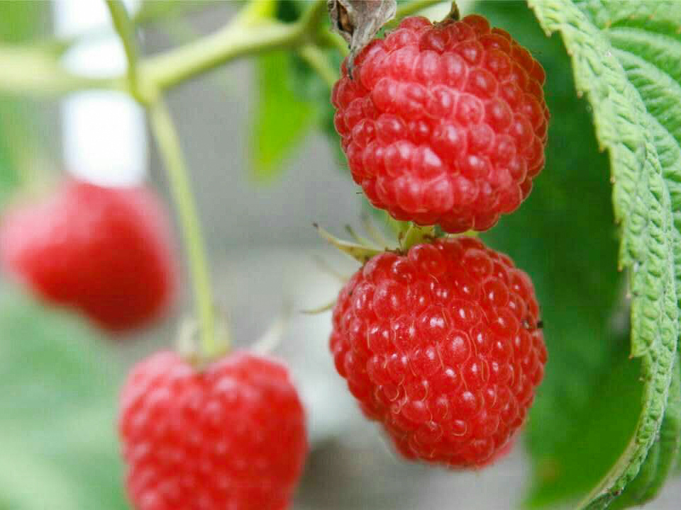 这是一个长满野山莓的春天只要你用心其实春天也是一个收获的季节