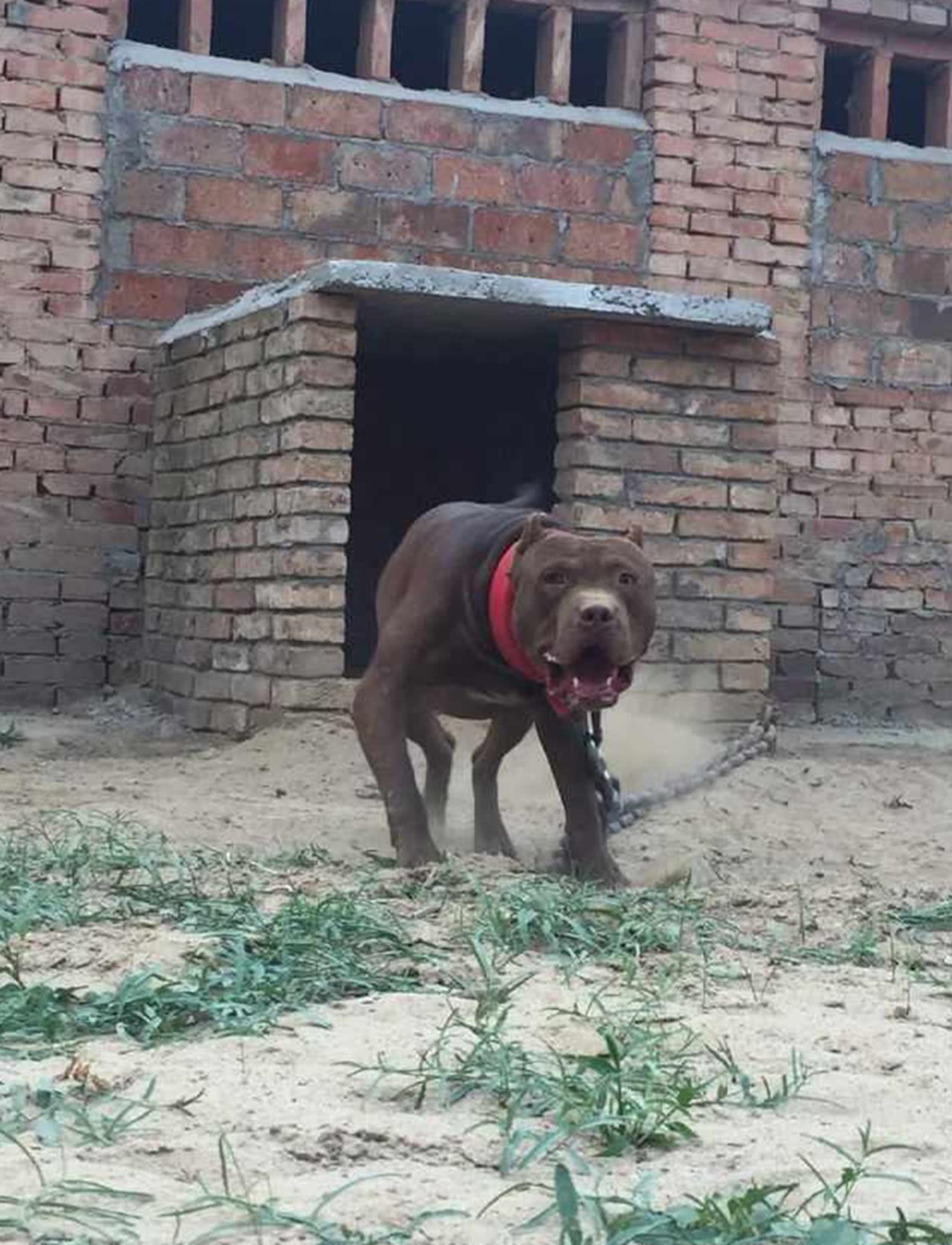 比特犬是个神奇狗种,竟不怕疼来不怕咬,打架堪称狗界无敌手