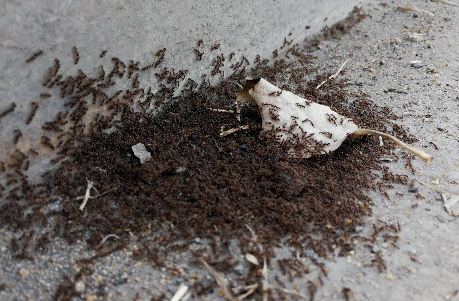 蚂蚁间恶战伤亡数万,尸体堆成小山均不退缩