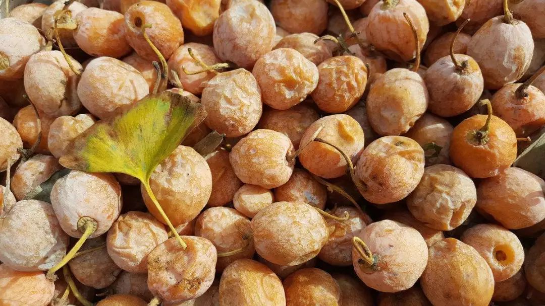 【给秋天加把盐】美味盐焗银杏果~来自秋日的礼物