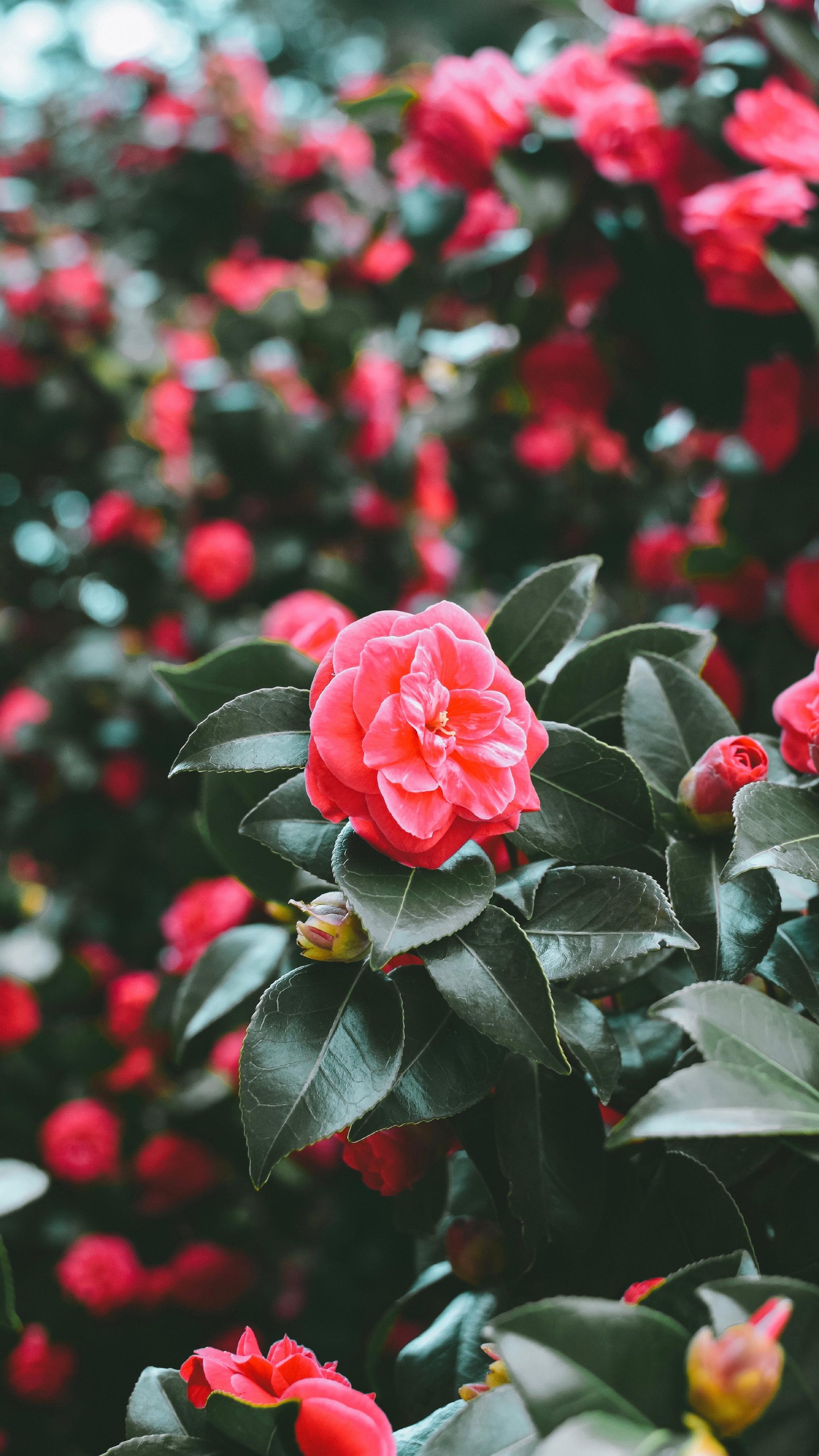 与花有关的高清无水印手机壁纸第49期