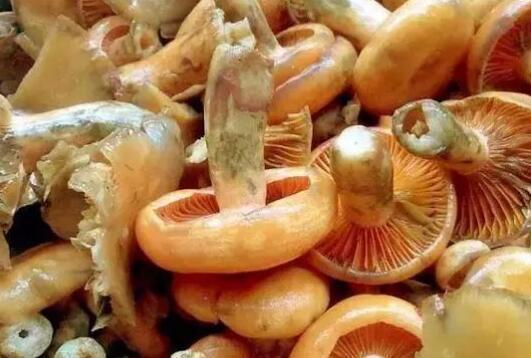 农村山上有这么一种野生菌,雨后生长,可食用,你认识吗?